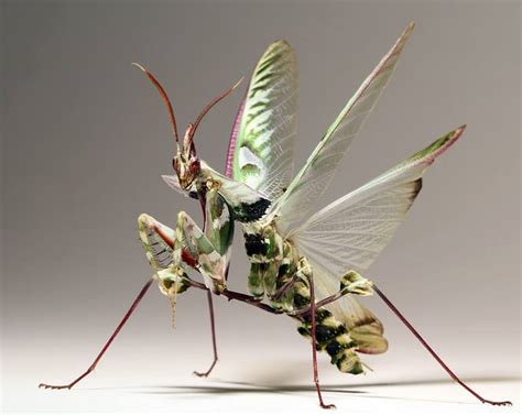 Devil's Flower Mantis | All Species Wiki | FANDOM powered by Wikia