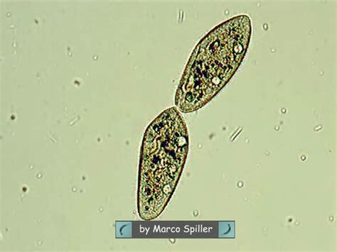 Binary Fission In Paramecium