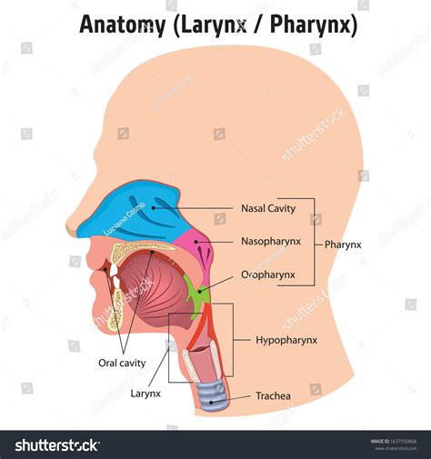 Larynx Internal Pharynx Anatomy Human Head: vetor stock (livre de ...