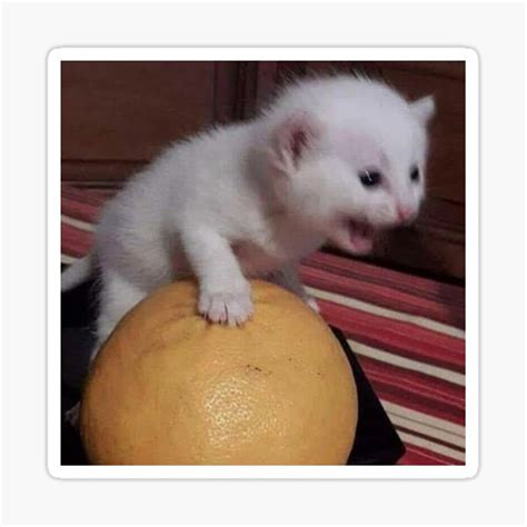 "Kitten Screaming while Holding Orange" Sticker for Sale by Rzera- | Redbubble