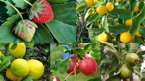 Best Fruits to Grow At Home || List of Fruit Trees to Grow At Home || Fun Gardening - YouTube