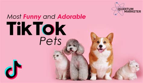 Funniest TikTok Pet Videos (Dogs, Cats, & More) - Quantum Marketer