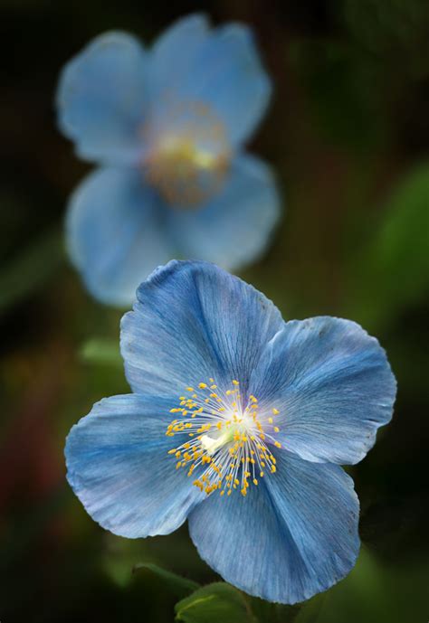 D800-Blue Poppies-1031-2014-03-14