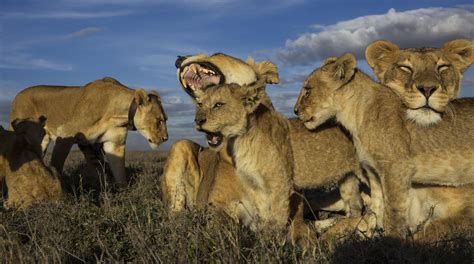 La vie courte et heureuse d’un lion dans le Serengeti – Visa pour l’image