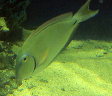 Doctorfish image - Free stock photo - Public Domain photo - CC0 Images