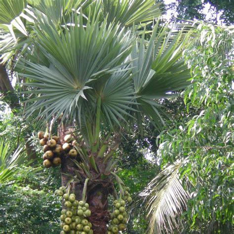 Palmyra Palm (Borassus flabellifer) | Tooth Mountain Nursery