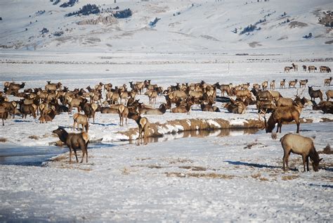 National Elk Refuge | National elk refuge, Wyoming vacation, National parks usa