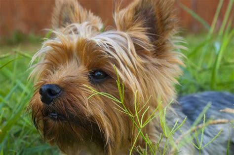 Yorkshire Terrier Haircuts - Which is the Best for Your Pup?