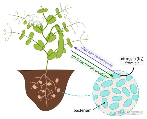 豆科植物上一定有根瘤菌吗？ - 知乎