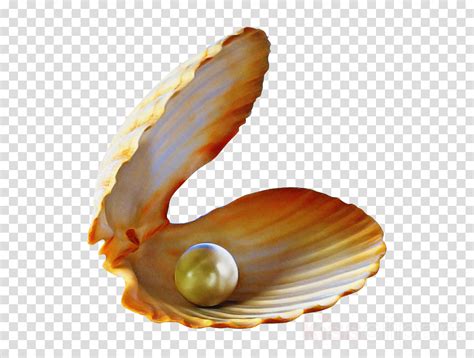 oyster with pearl clipart 10 free Cliparts | Download images on Clipground 2024