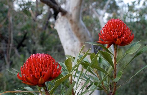 Waratah flowers Illawarra Escarpment State Conservation Area Australia Australian Plants ...