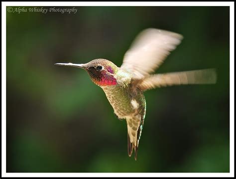 Reflections On Wildlife Photography