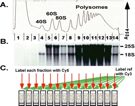 【polysome】什么意思_英语polysome的翻译_音标_读音_用法_例句_在线翻译_有道词典