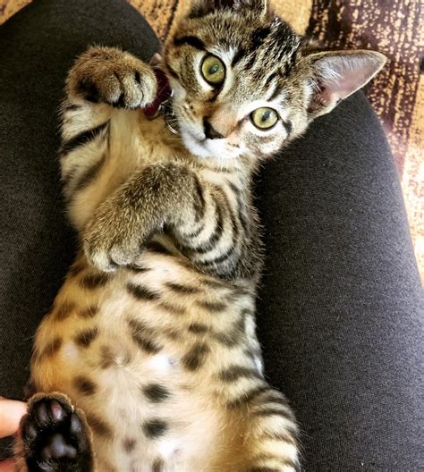 Possible Bengal Mix? OR Just a regular Tabby? | TheCatSite