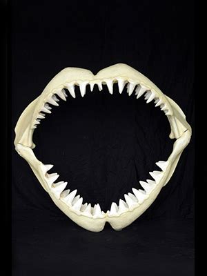 Great White Shark Jaws ( Medium ) Medium Great White Shark Jaws Statue