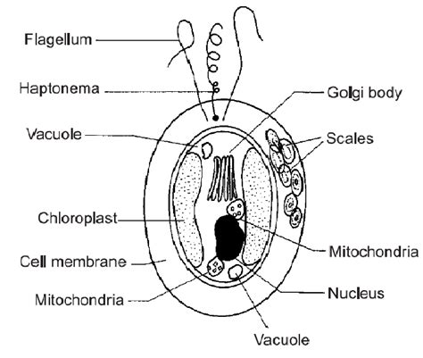 [DIAGRAM] Labelled Diagram Of A Diatom - MYDIAGRAM.ONLINE