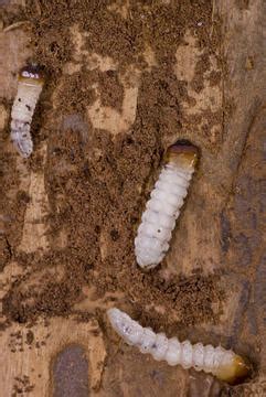 Devon Pest Control – Woodworm Control, Treatments & Surveys Devon