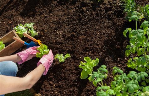 Topsoil Versus Garden Soil - Which To Use And Why?