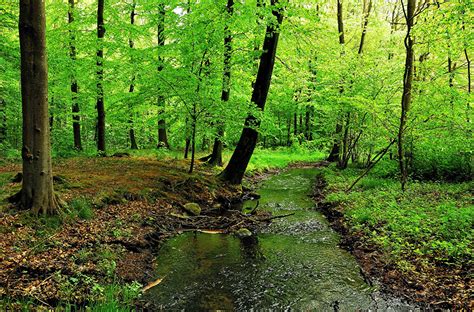 Desktop Hintergrundbilder Bach Natur Wälder Bäume