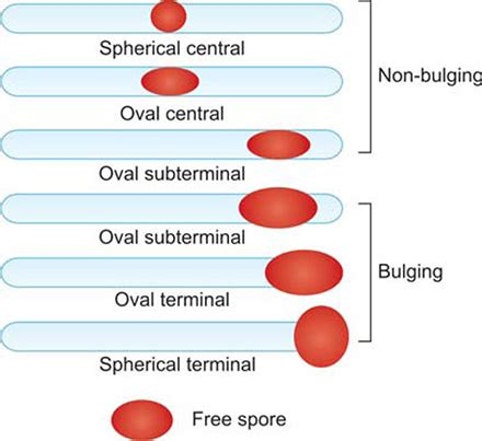 Types Of Bacterial Spores