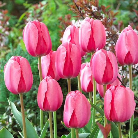 Bloomsz Darwin Tulip Bulbs Pink Impression Flower Bulb, 20-Pack - Walmart.com