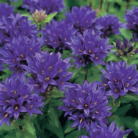 Spring Hill Nurseries Bellflowers (Campanula), Live Bareroot Plant, Purple Flowering Perennial ...