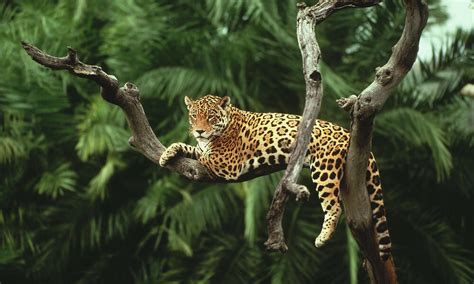 Tropical Rainforest Jaguar