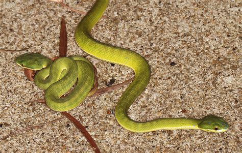 Baby Bamboo Vipers Bamboo Viper (Trimeresurus albolabris) | Flickr