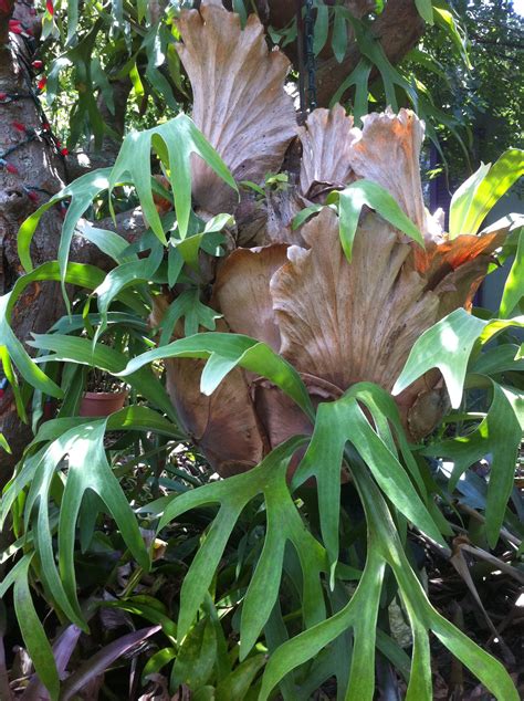 hellofrommygarden | Foliage plants, Staghorn fern, Plants