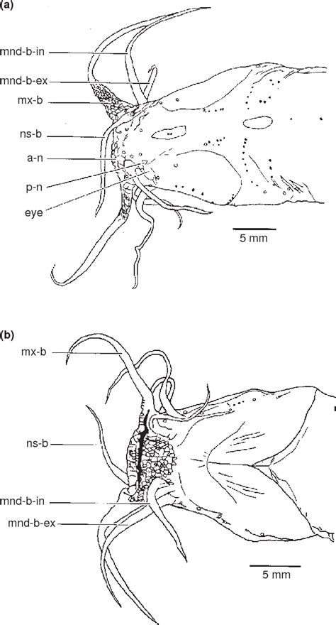 Figure 1 from Cranial morphology of the anguilliform clariid Channallabes apus (Günther, 1873 ...