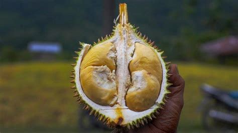 Meski Enak, Orang dengan Kondisi Ini Tak Disarankan Makan Durian, Bisa Berbahaya - Serambinews.com