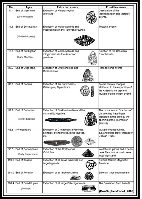 Foraminifera Diagram