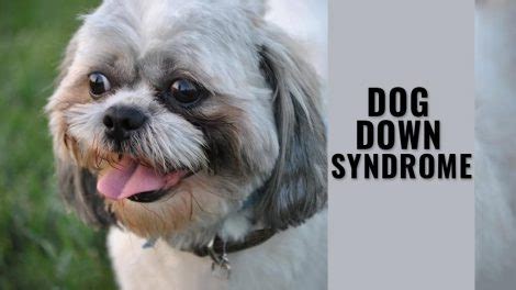 Can Dogs Have Down Syndrome? Facts On Dog Down Syndrome - Petmoo