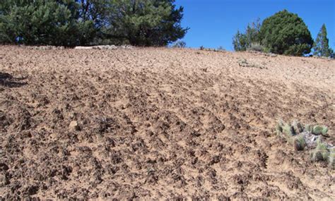 Biological Soil Crusts - Dinosaur National Monument (U.S. National Park Service)