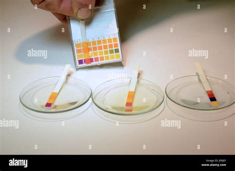 Universal indicator strips for pH value are shown in use on an alcaline solution with pH=14. To ...