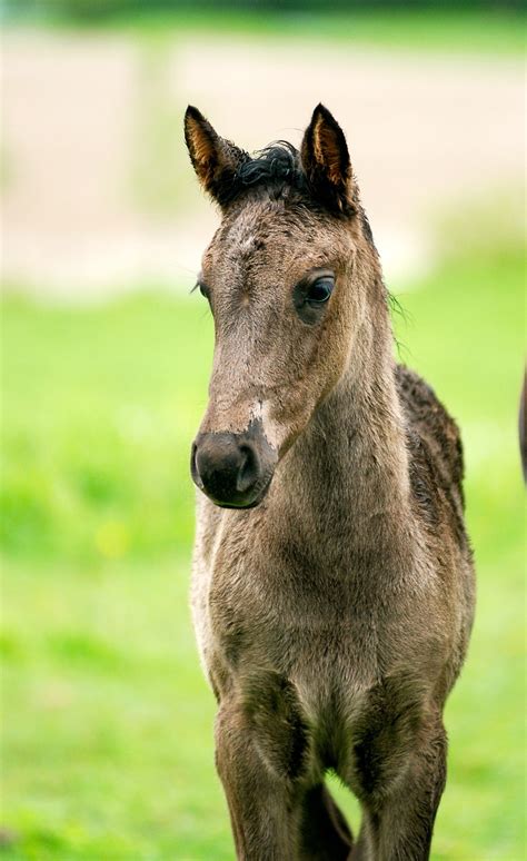 Horse Colt Filly Canadian - Free photo on Pixabay - Pixabay