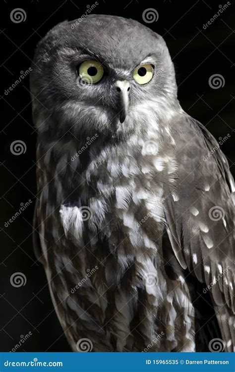 Barking owl stock image. Image of perching, watching - 15965535