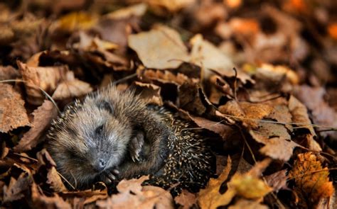 Hedgehog hibernation being interrupted by mild weather, Wildlife Trust warns