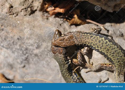 Bite Of Lizard Royalty Free Stock Photography - Image: 13774747