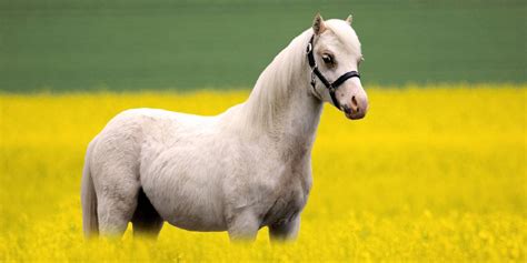 What Is A Welsh Pony? Facts You Should Know About This Pony Breed ...