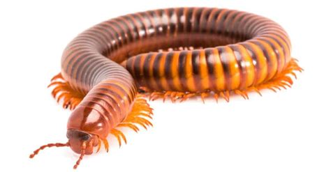 How Many Legs Does a Millipede Have? - A-Z Animals