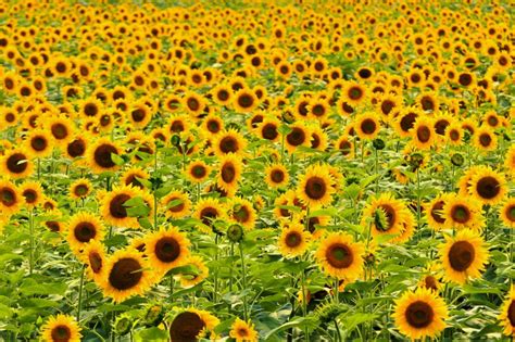 🌻 Best Sunflower Fields in Japan - 7 Spots to Visit in Summer