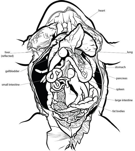 Frog Anatomy Coloring Worksheet | Anatomy Worksheets