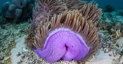 10 Incredible Sea Anemone Facts - A-Z Animals