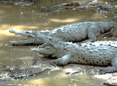 Ecology and Conservation of the American Crocodile (Crocodylus acutus ...