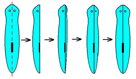 Flatworm Reproduction