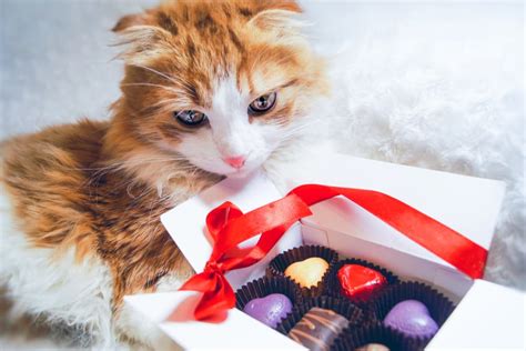 Can Cats Eat Chocolate? | Great Pet Care