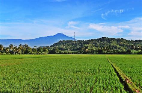 Gambar Pemandangan Sawah Padi - Anti Vuvuzela