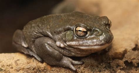 Psychedelic found in TOAD venom could be used to treat depression and anxiety - Mirror Online