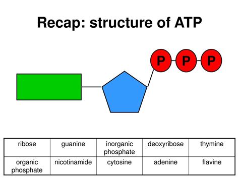 PPT - Recap: structure of ATP PowerPoint Presentation, free download - ID:2936246